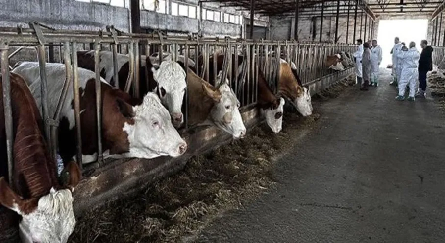 Şarkikaraağaç'ta Şap Alarmı! 15 Köy ve Mahallede Hayvan Hareketi Yasaklandı!