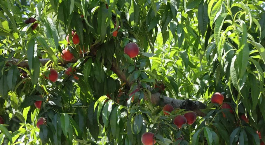 Şeftali-Nektarin İhracatı 400 Milyon Dolara Koşuyor