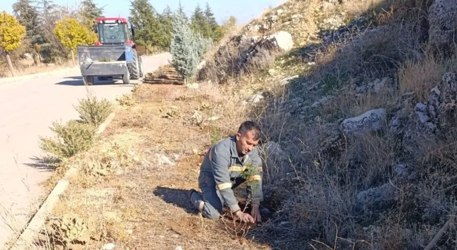 Senirkent'te Yeşil Seferberlik: Fidanlar İlçe Halkına Umut Veriyor!
