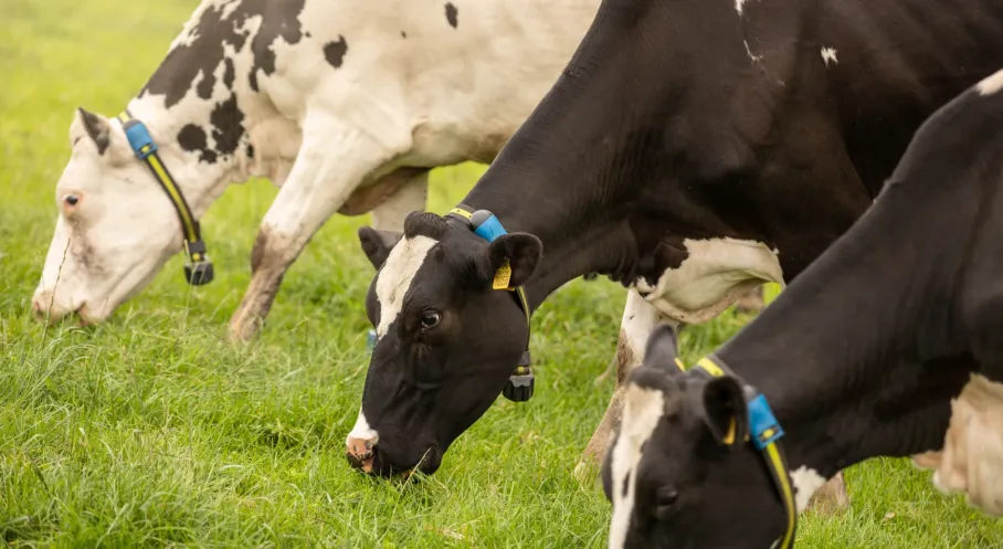 SenseHub Dairy ile Süt Verimliliğinde Devrim! Hayvancılıkta Yeni Çağ
