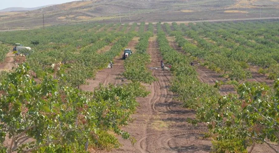 Siirt Fıstığında Hasat Heyecanı Başladı: Rekolte Beklentisi Ne?
