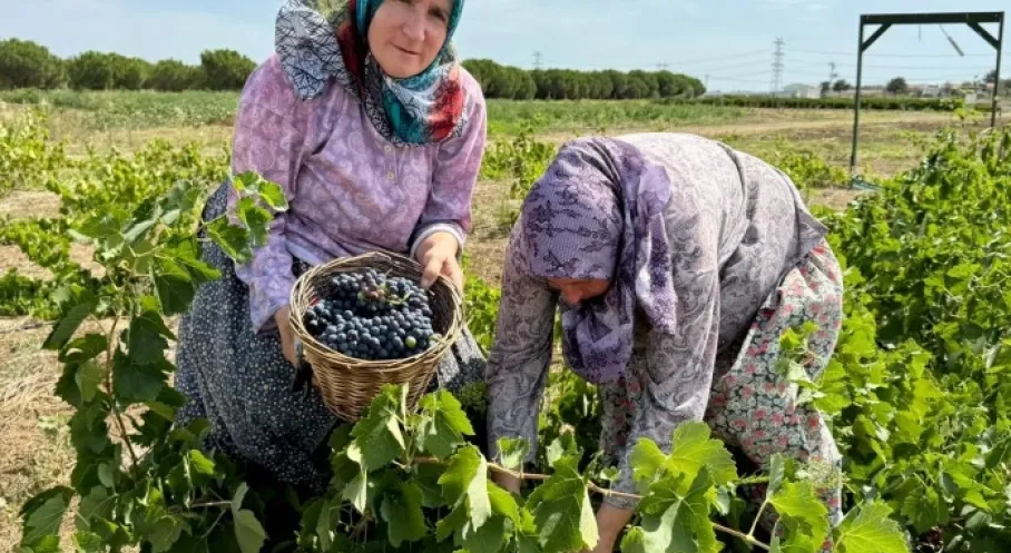 Silivri'de Bereketli Hasat: TÜRAM Üzümleri Sofralara Lezzet Katacak!