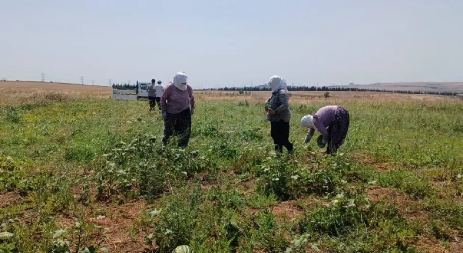 Silivri'de Tarımsal Üretim ve Araştırma Merkezi’nde Karpuz Hasadı Gerçekleştirildi
