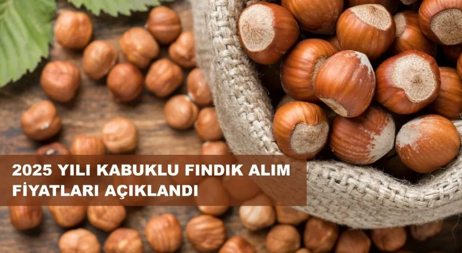 Son Dakika: 2025 Fındık Taban Fiyatı Açıklandı! Üreticiyi Sevindiren Rakam