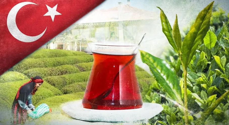 Son Dakika: 2025 Yaş Çay Alım Fiyatı Resmen Açıklandı! Üretici Bayram Edecek!
