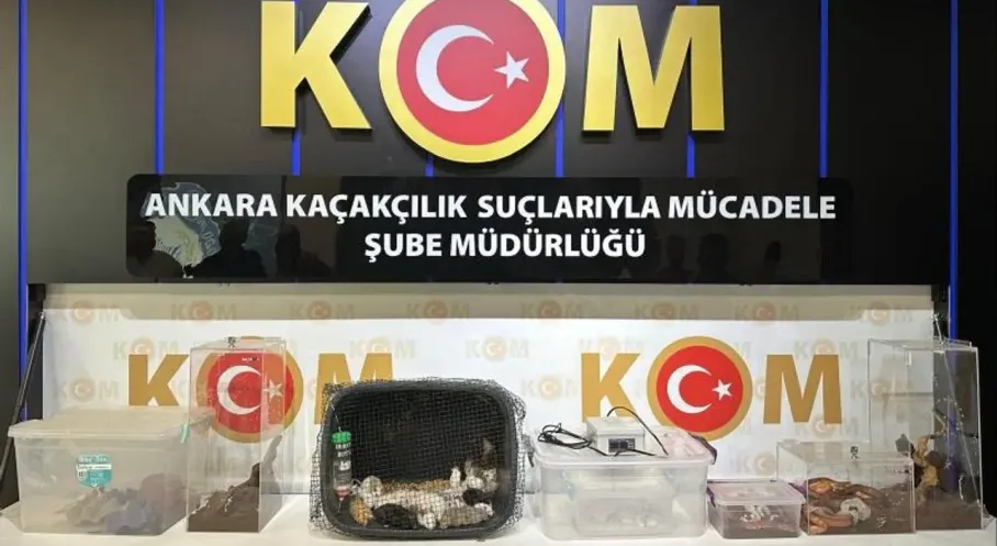 Son Dakika: Ankara'da Egzotik Hayvan Operasyonu! 96 Hayvan Kurtarıldı