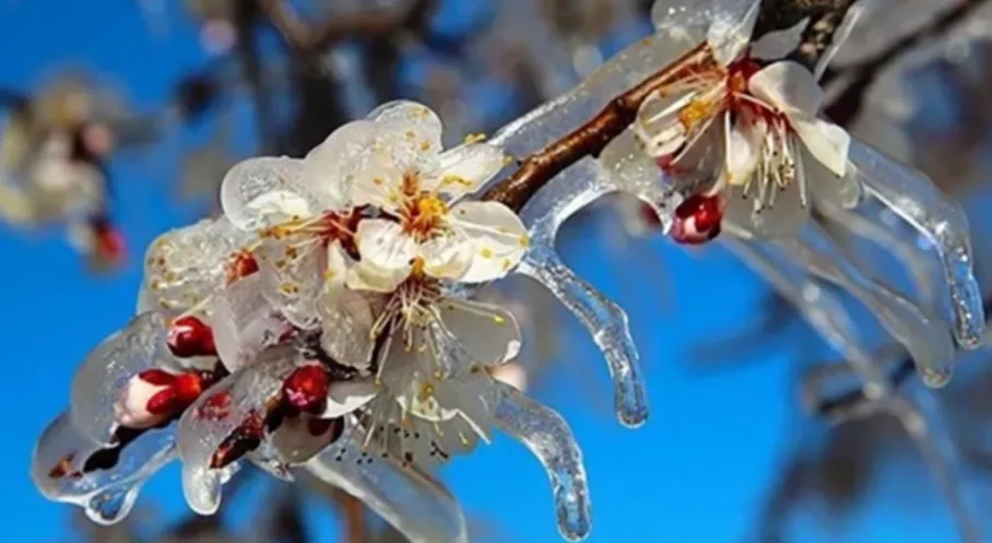 Son Dakika: Zirai Don Mağdurlarına Müjde! Destek Ödemeleri Hesaplara Yatıyor