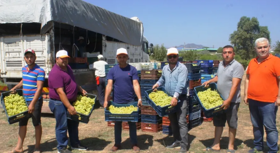 Superior Seedless Üzüm İhracatında Rekor Artış! 2025 Sezonu Başladı