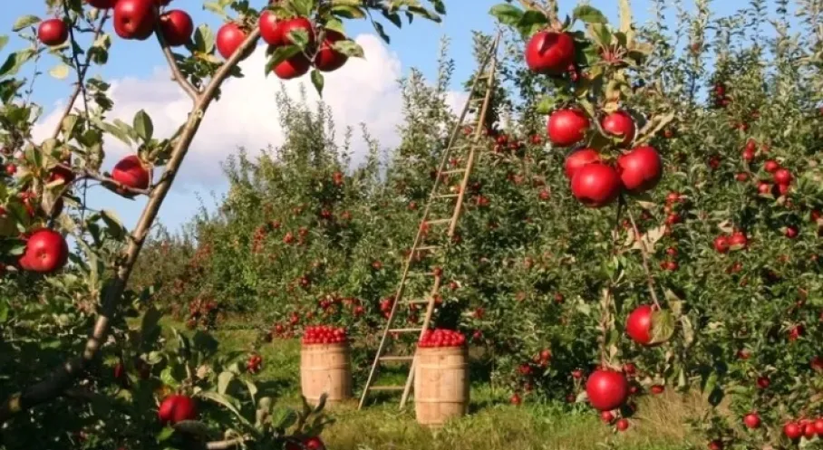 Tarımda Devrim! Meyve Bahçelerine Kısıtlama Geldi: Yeni Dönem Başlıyor!