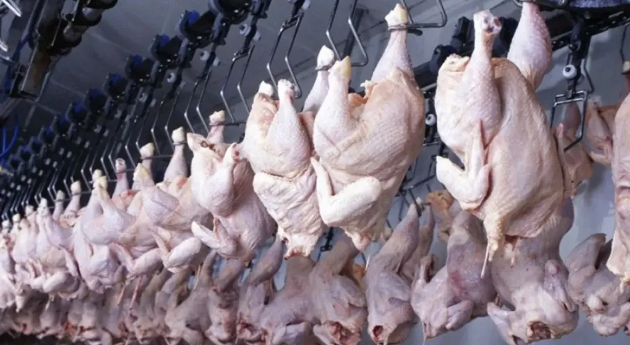 Tavuk Eti Üretimi Haziran'da Rekor Kırdı! Fiyatlar Düşecek mi?