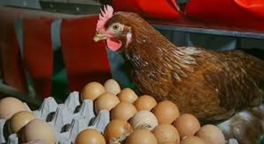 Tavuk Eti Üretimi Rekor Kırdı, Yumurta Üretimi Alarm Veriyor! (Temmuz 2025)