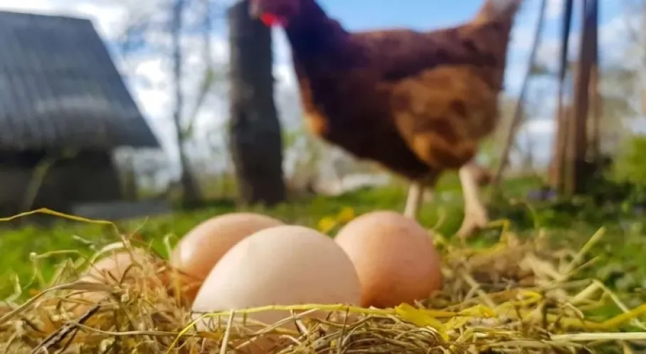 Son Dakika: Tavuk Eti Üretimi Rekor Kırarken Yumurta Üretimi Çakıldı!