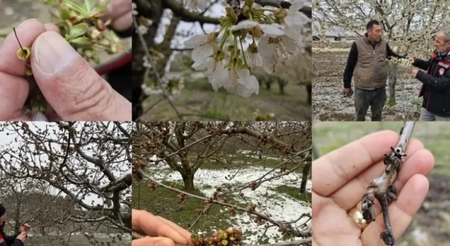 Son Dakika: TBMM Zirai Don Komisyonu Kuruldu! Felaketin İzleri Araştırılacak