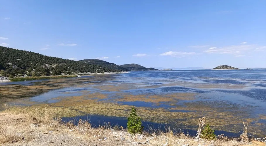 Tekirdağ'da Korkunç Balık Katliamı! Kırkkepenekli Göleti Kuruyor Mu?