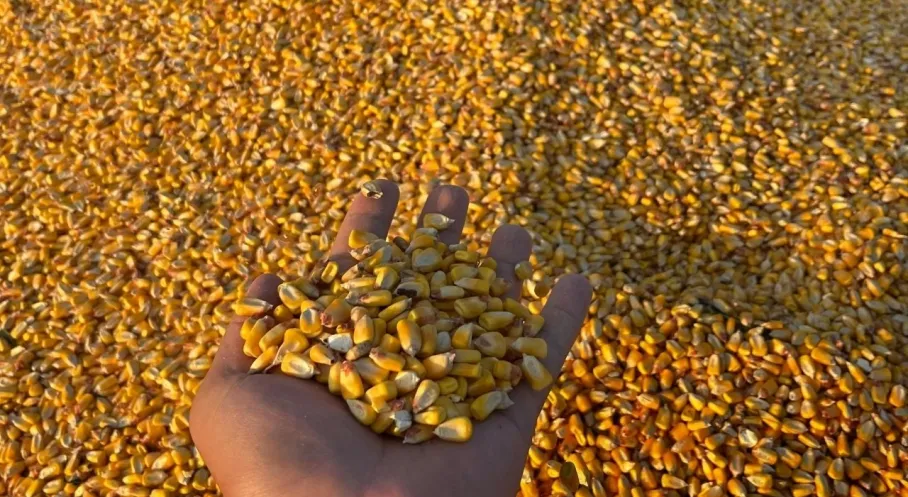 TİGEM'den Dev Mısır Satışı: 1400 Ton Dane Mısır İhaleyle Alıcısını Bekliyor!