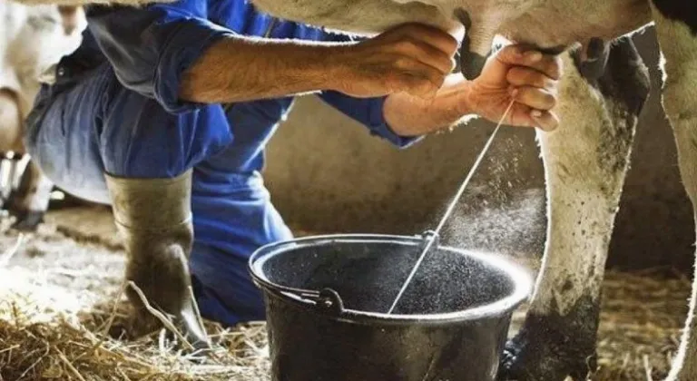 TÜİK'ten Süt ve Süt Ürünleri Üretimi Raporu: Artış Gözlendi