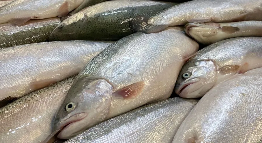 Türk Somonu Dünya Pazarlarında Yükselişte: Milyar Dolarlık İhracat Hedefiyle Türkiye Zirveye Koşuyor!