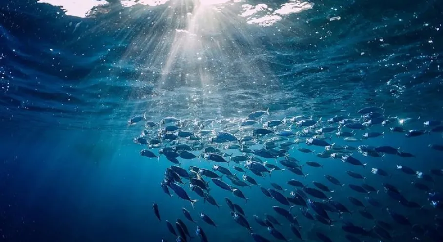 Türkiye'ye Okyanuslarda Yeni Ufuk! Ton Balığı Komisyonu'nda Gözlemci Ülke Statüsü Kabul Edildi