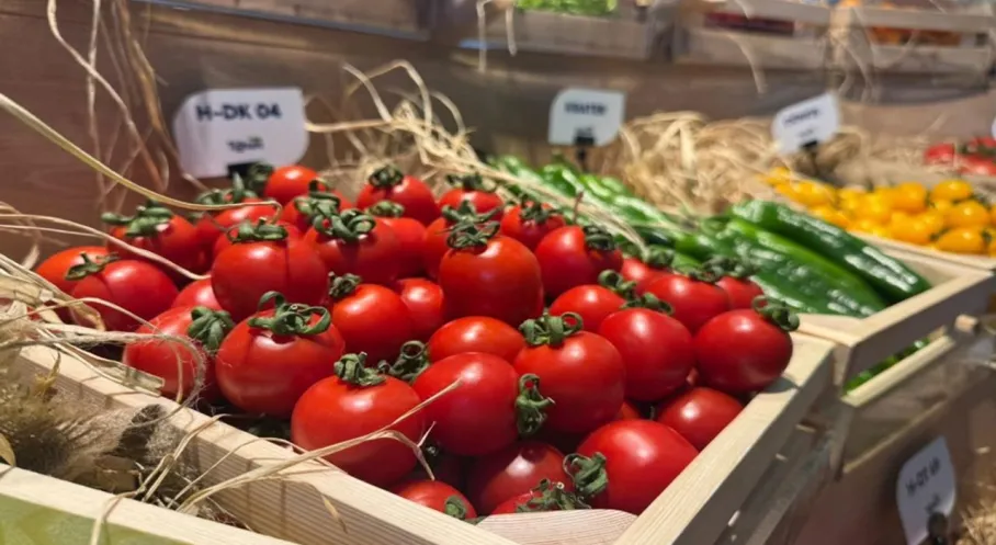 Türkiye Tohum İhracatında Dünya Liderliğine Oynuyor! Hangi Tohumlar Küresel Pazarı Ele Geçiriyor?