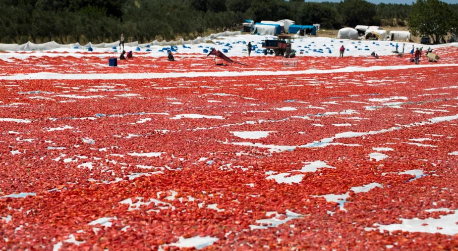 Türkiye'den Kuru Domates İhracatında Rekor: Dünya İkinciliği Bizim!