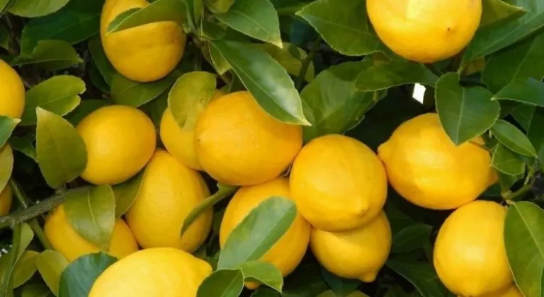TZOB Başkanı Şemsi Bayraktar'dan Limon Fiyatlarıyla İlgili Şok Açıklama!