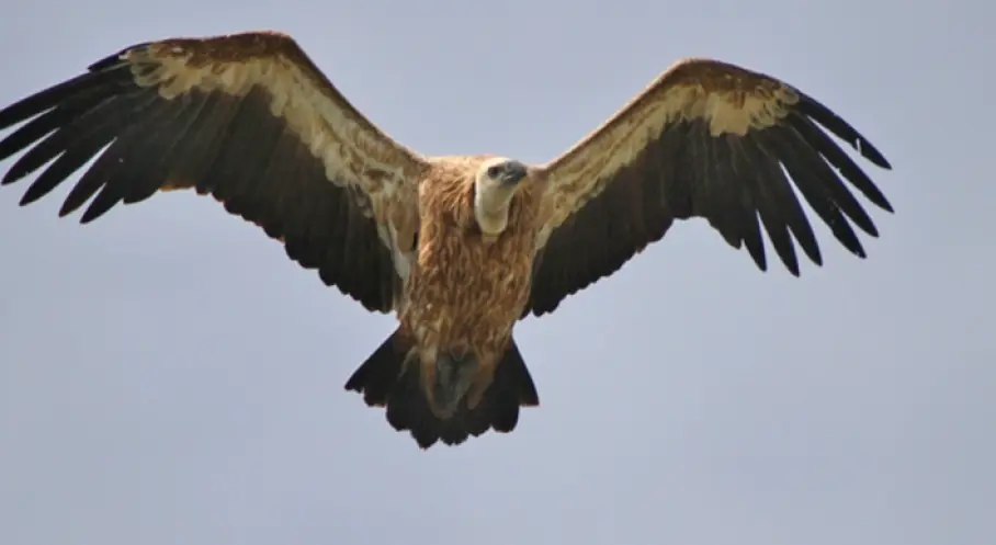 WWF-Türkiye’den Çağrı: Akbabalar Varsa Denge Var