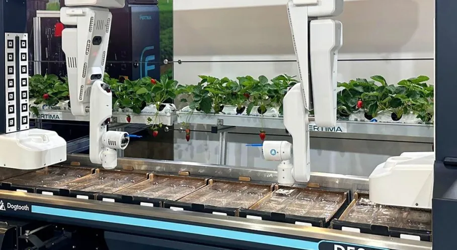 Yapay Zekâlı Çilek Hasat Robotu Türkiye'de: Tarımda Devrim!