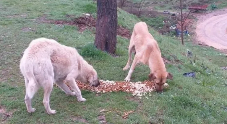 Yenişehir’de can dostlar için projeler ortak akıl ile devrede