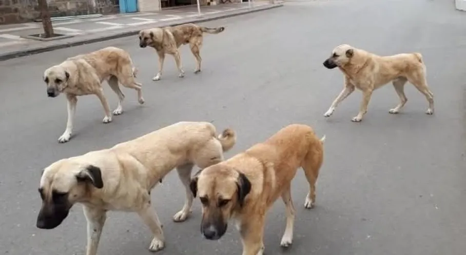 Yozgat'ta Köpek Sahipleri Dikkat: Kuduz Aşısı ve Mikroçip Zorunluluğunda Büyük Cezalar Kapıda!