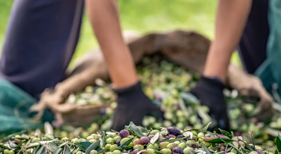 Zeytin İhracatında Rekor! Türkiye'den 255 Milyon Dolarlık Çıkış