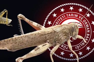 İlgili Haber