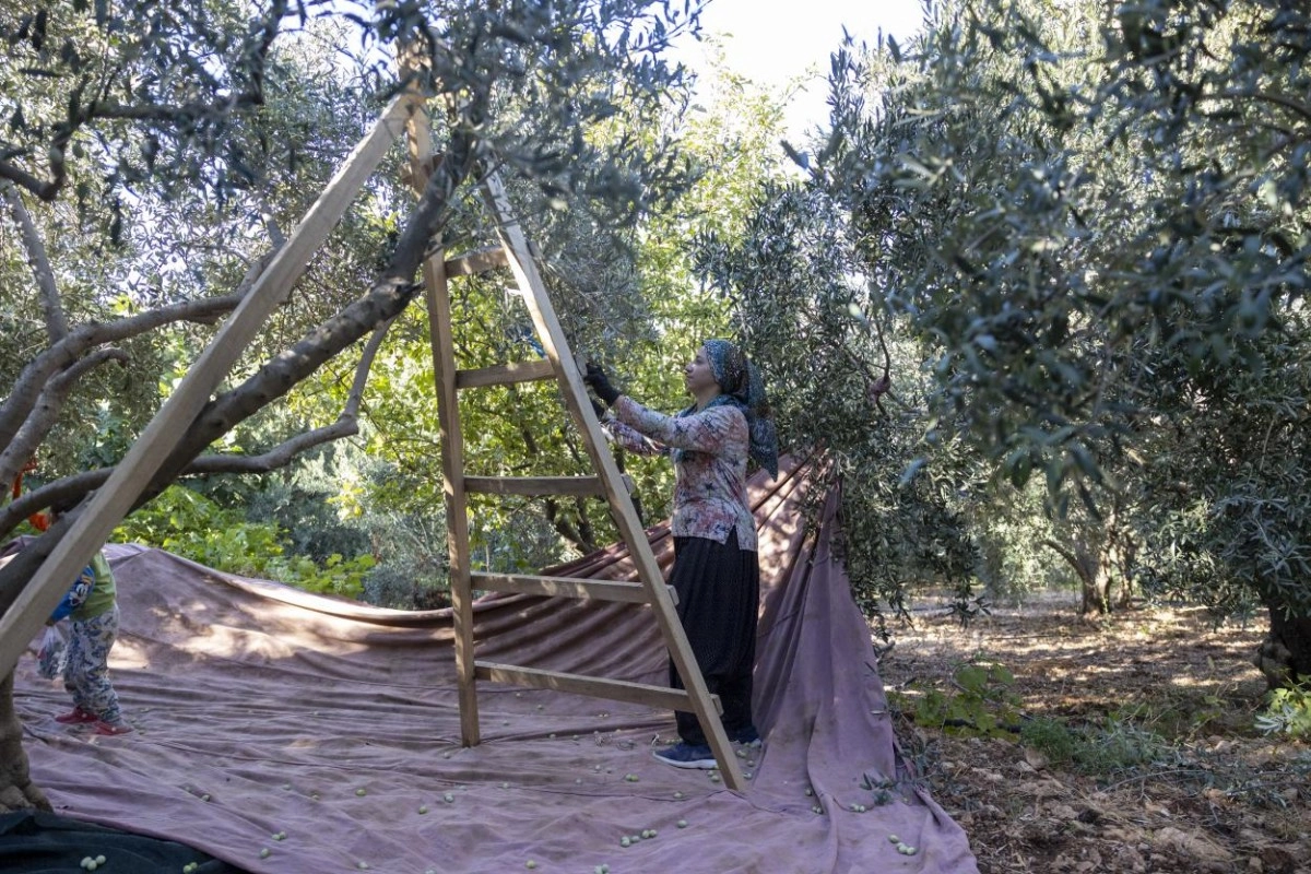 Benzer Haber