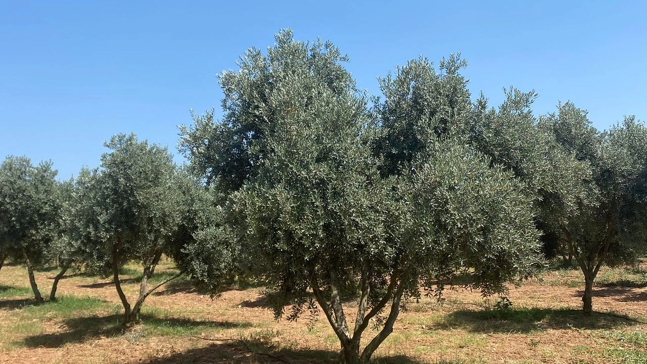 Benzer Haber