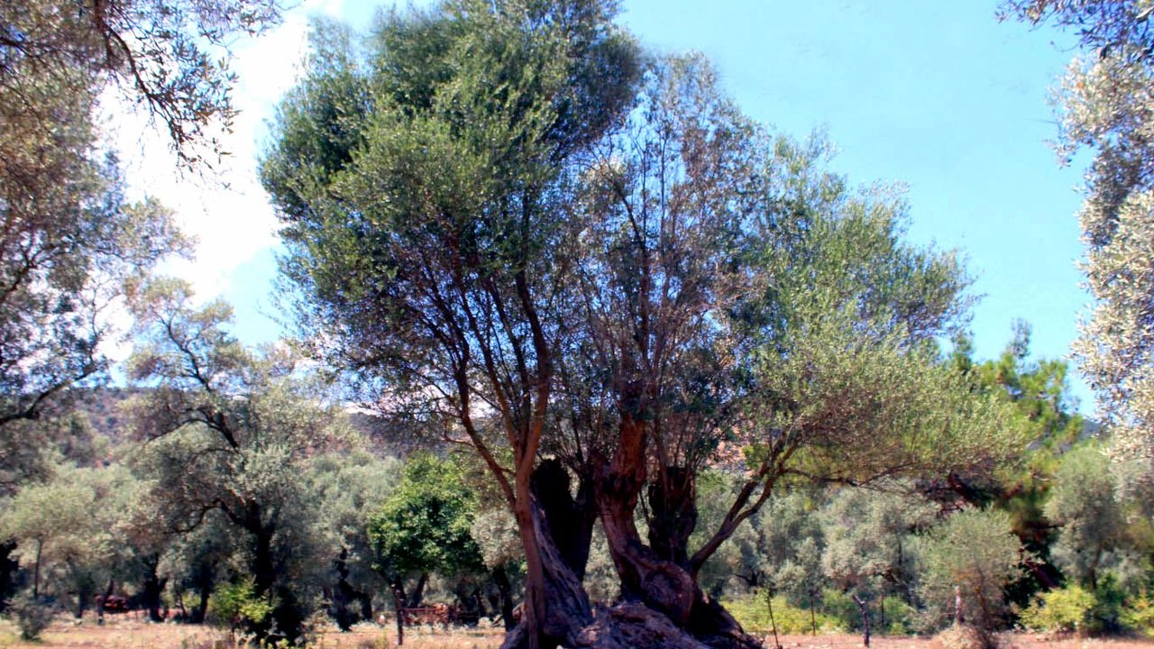 İlgili Haber