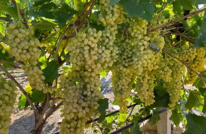 İlgili Haber